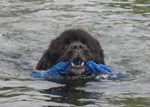 Picture of Belle a black newfoundland dog swimming whilst carrying a coil of rope