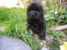 Newfie puppy in flowers