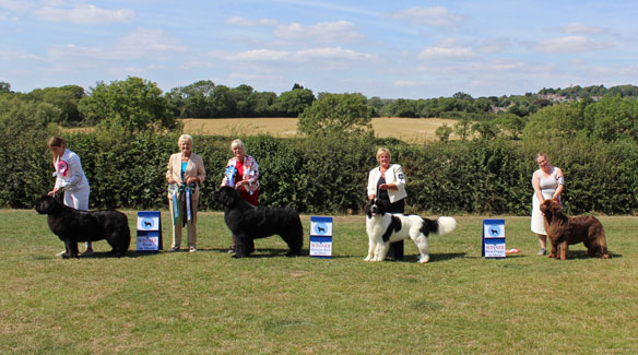 2022 Open Show Winners