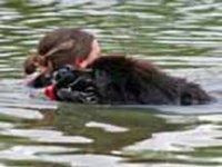 Picture of a brown Newfoundland dog retrieving a young girl