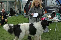 Picture of Landseer dog and owner, the owner holds the dogs Section B certificate