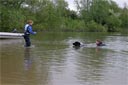 picture of Landseer dog swimming directly back to shore and owner whilst towing stranger
