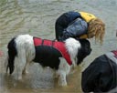 picture of landseer dog looking for object underwater, the owner is bending at the waist and indicating the object