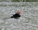 picture of black newfoundland dog and owner as they commence their controlled swim