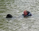 picture of black newfoundland dog towing owner back to shore