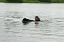 picture of black newfoundland dog having collected stranger who is holding on to dog and being towed