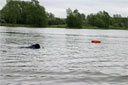 picture of newfoundland dog approaching retrieve object