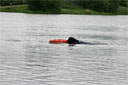 picture of newfoundland dog retrieving object