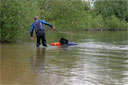picture of newfoundland dog returning retrieve object to owner on shore