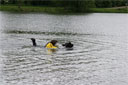 picture of brown newfoundland dog and owner on right hand 'L' section of controlled swim