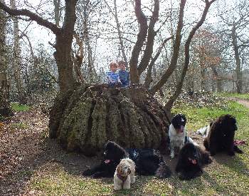 Click to enlarge Sherwood Newfies