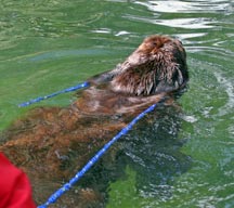 Picture of brown Newfoundland dog with rope in mouth towing a boat