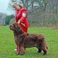 CH Shalowseas Bear Necessity JW