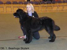 Bearhugs Skylark