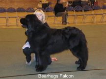 Bearhugs Falcon