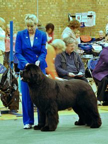 Sandbears Stride'N Style