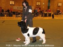Mayoss Whiter Shade Of Pale To Millthorpe