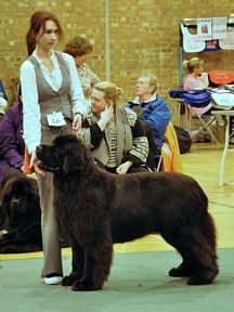 Sandbears Barney