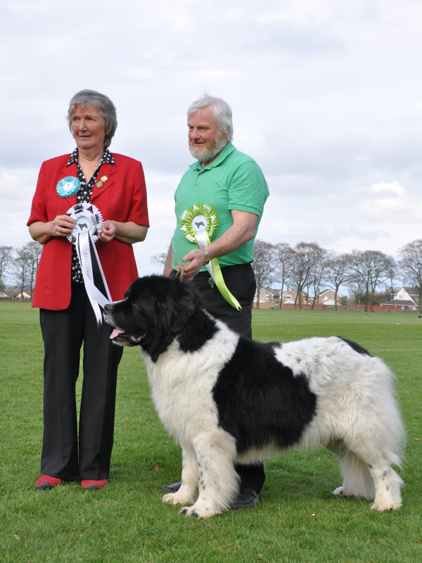 BEST LANDSEER IN SHOW - Scotiabear Bon Jovi, JW ShCM