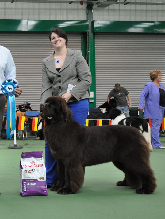 Best Brown In Show - Zentaur Awake My Soul