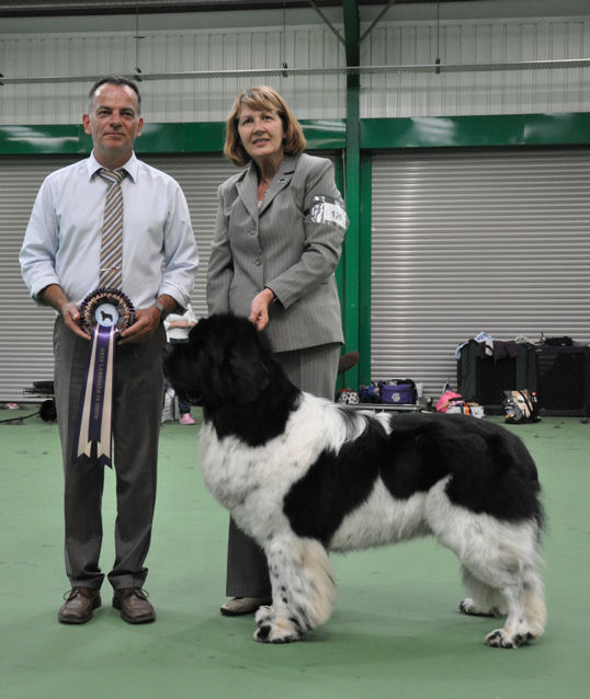 Best Landseer In Show - Willowbears Eagle Eyes Millthorpe