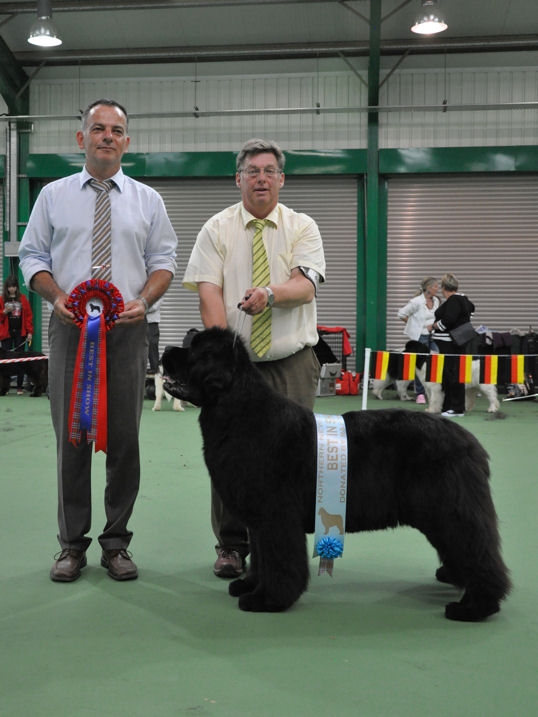 Best In Show - Ch., Ir. Ch. Brooklynbear Picasso