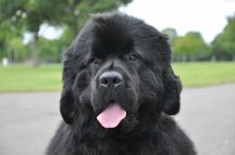 Yearling Dog winner