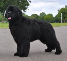 Junior Dog winner