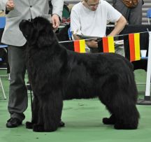 Limit Dog winner