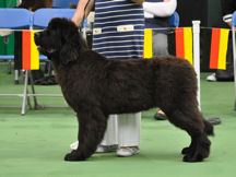 Minor Puppy Dog winner