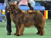 Special Open Brown Dog winner