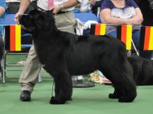 Puppy Dog winner