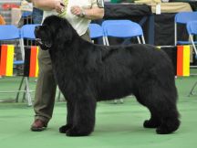 Open Dog winner