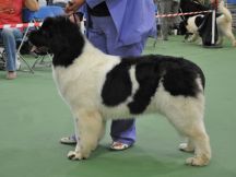 Minor Puppy Bitch winner
