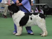 Special Open White & Black (Landseer) Bitch winner