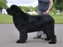 Veteran Dog winner
