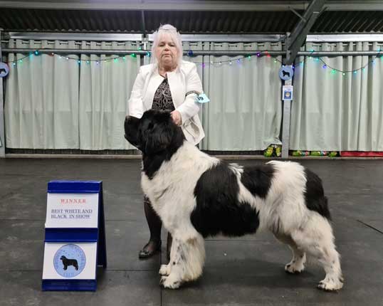 BEST LANDSEER IN SHOW