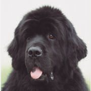 picture of Ch. Darkpeak Mystified - Ripley