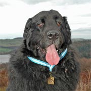picture of Darktarn Wacky Racer - Mutley