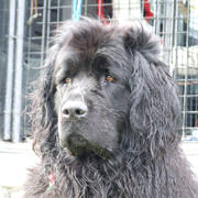 picture of Kjalarnes D - Tally
