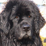 picture of Mileoak Blue Cross - Diva