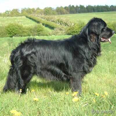 picture of black newfoundland Aquasilks Easy Life