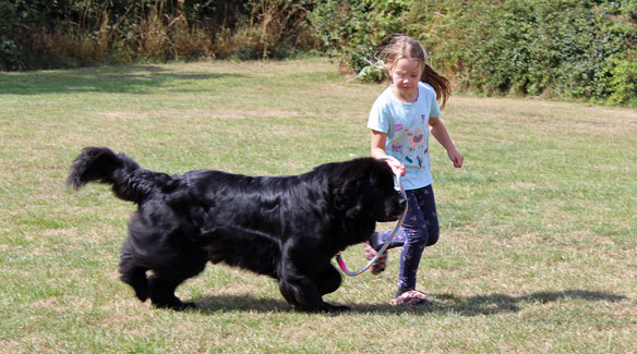 Newfie & Child