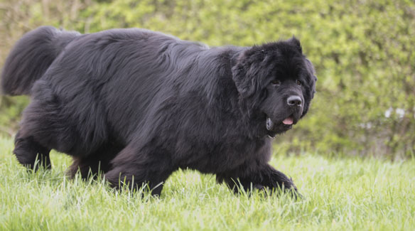 Dog roaming the field