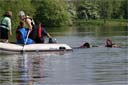 picture of brown newfoundland dog swimming from boat to person overboard