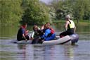 picture of brown newfoundland dog being brought aboard boat