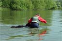 picture of owner sending brown newfoundland dog to search for hidden stranger