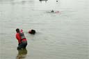 picture of owner sending black newfoundland dog out to swimmer with life jacket