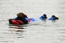 close up of black newfoundland dog towing water steward towards shore the dog is holding the life jacket in its mouth whilst the steward holds onto the life jacket