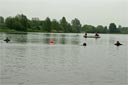 picture of newfoundland dog swimming towards right hand steward